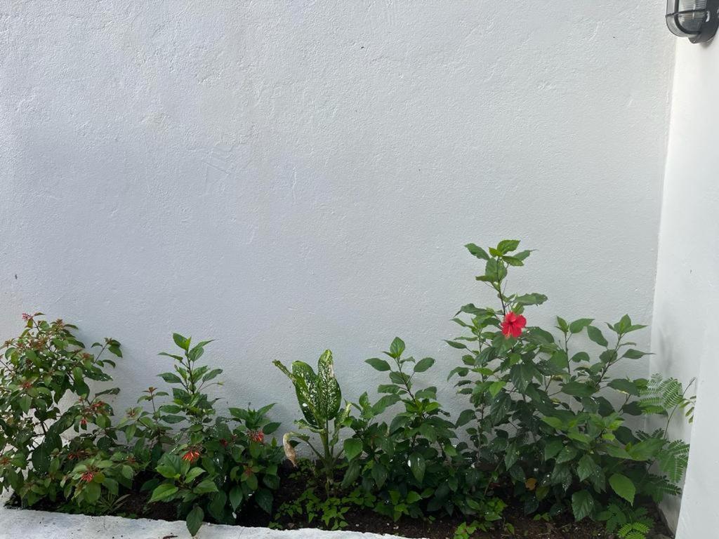 Lala Salama Kendwa Villas Exterior foto